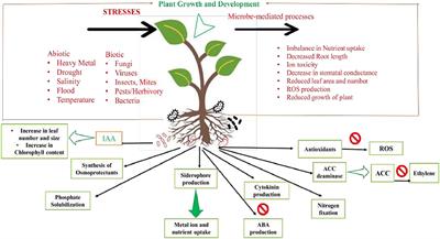 Editorial: Portraying the phytomicrobiome studies during abiotic stresses: Revisiting the past and exploring the future outcomes